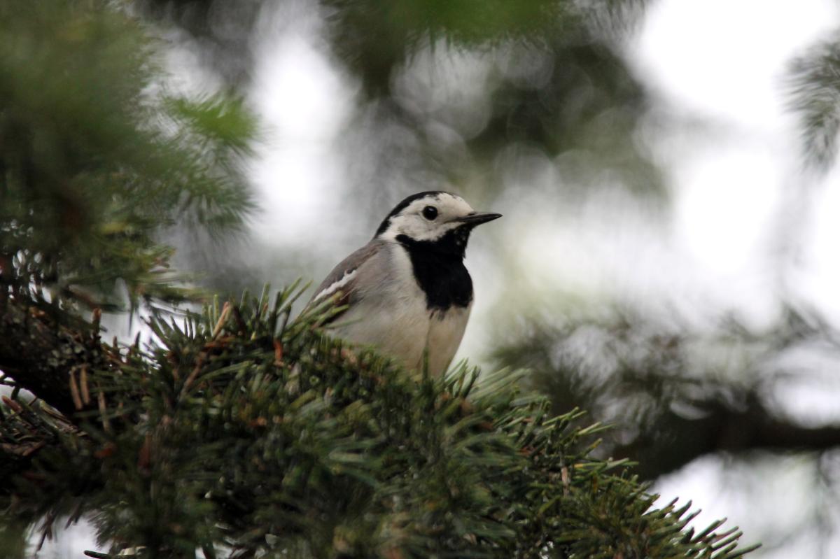 White Wagtail (Motacilla alba)