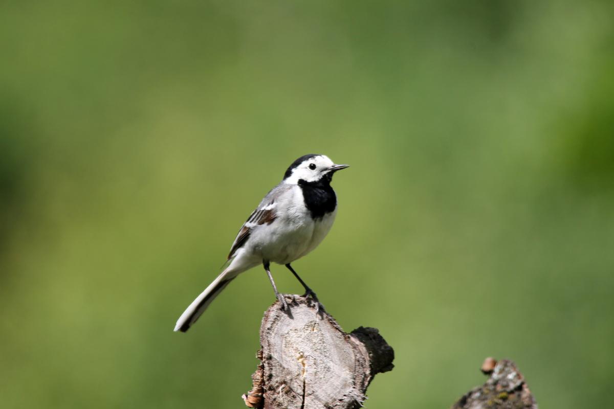 White Wagtail (Motacilla alba)