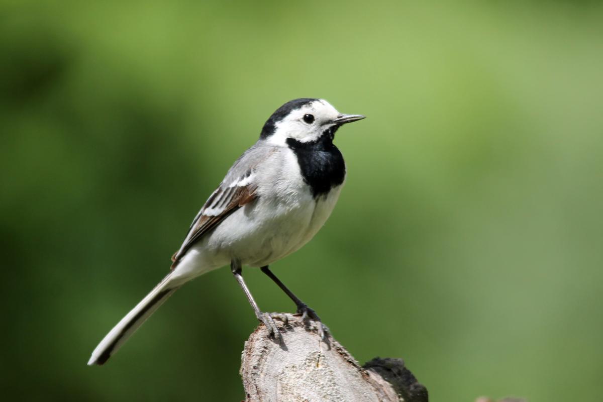 White Wagtail (Motacilla alba)