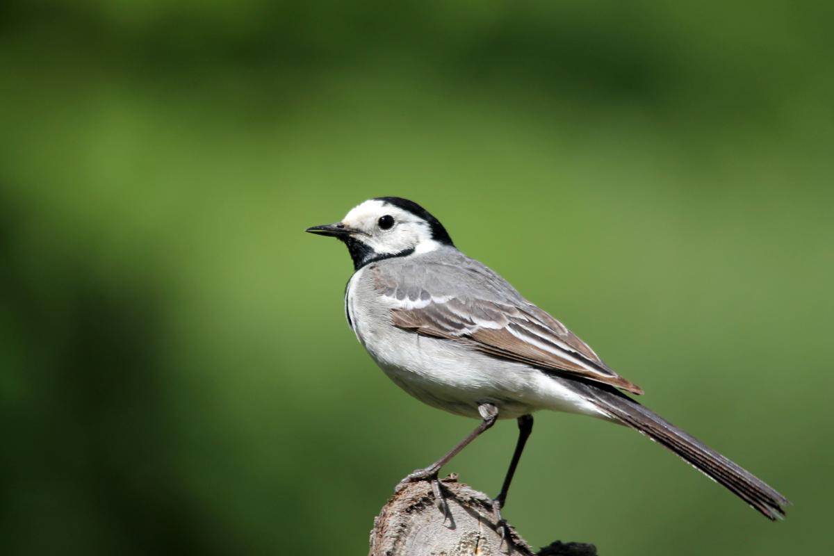 White Wagtail (Motacilla alba)