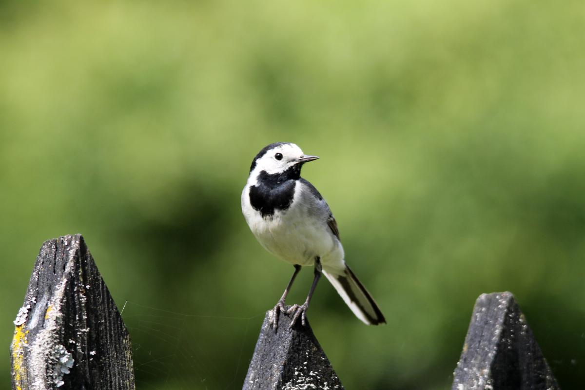 White Wagtail (Motacilla alba)