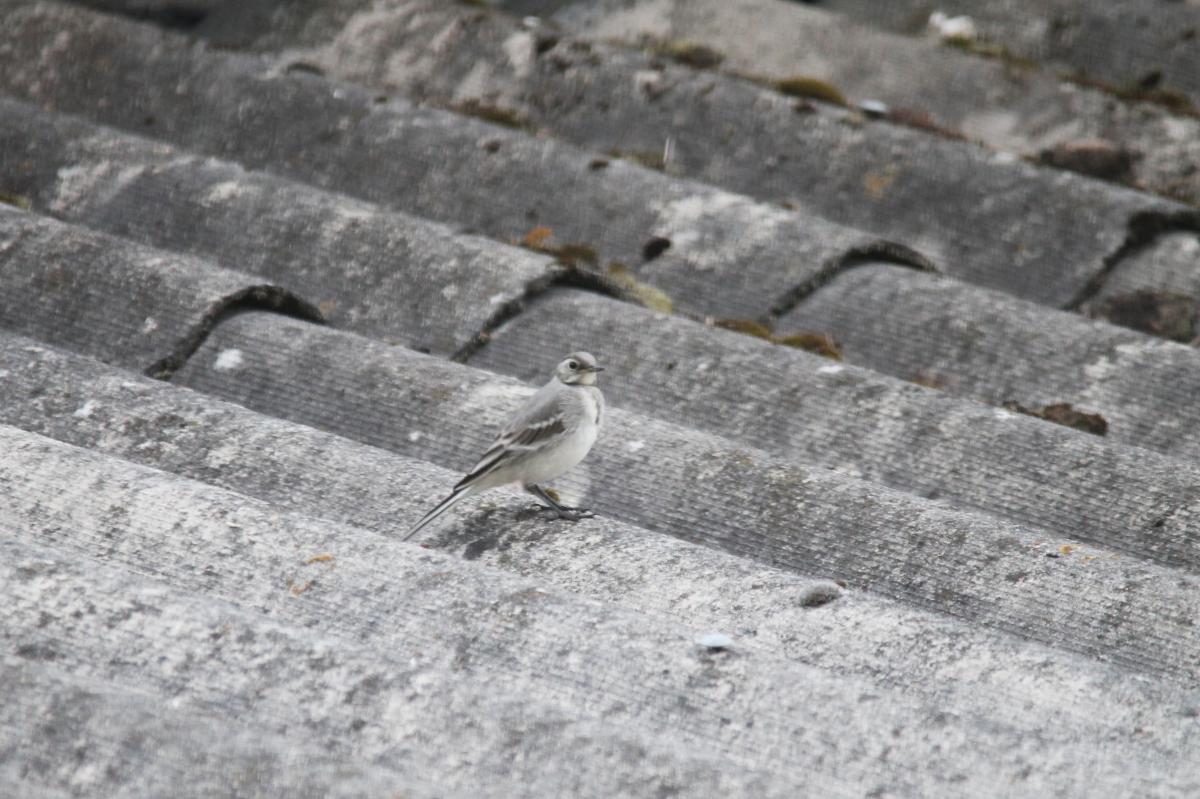 White Wagtail (Motacilla alba)