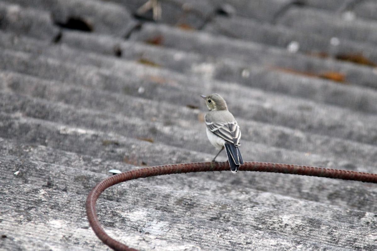 White Wagtail (Motacilla alba)