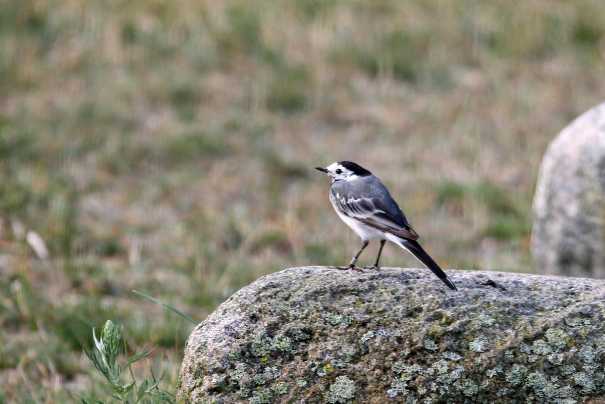 White Wagtail (Motacilla alba)