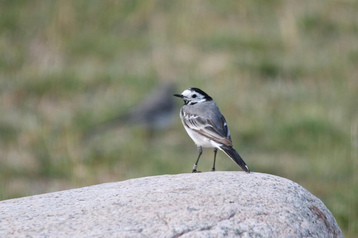 White Wagtail (Motacilla alba)