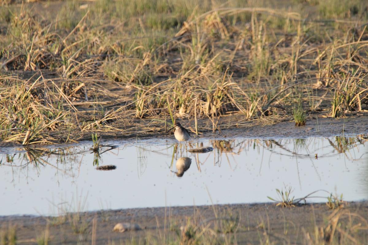 Wood Sandpiper (Tringa glareola)