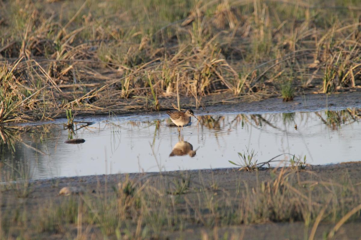 Wood Sandpiper (Tringa glareola)