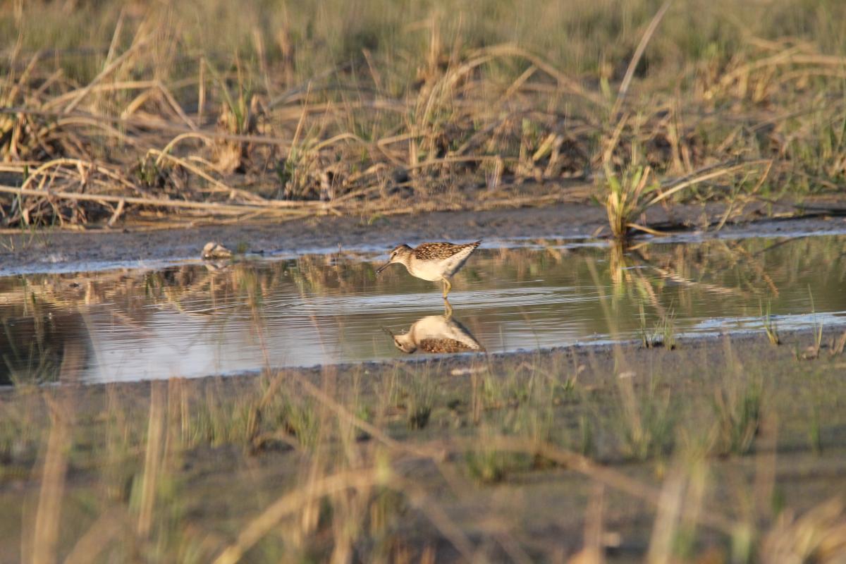 Wood Sandpiper (Tringa glareola)