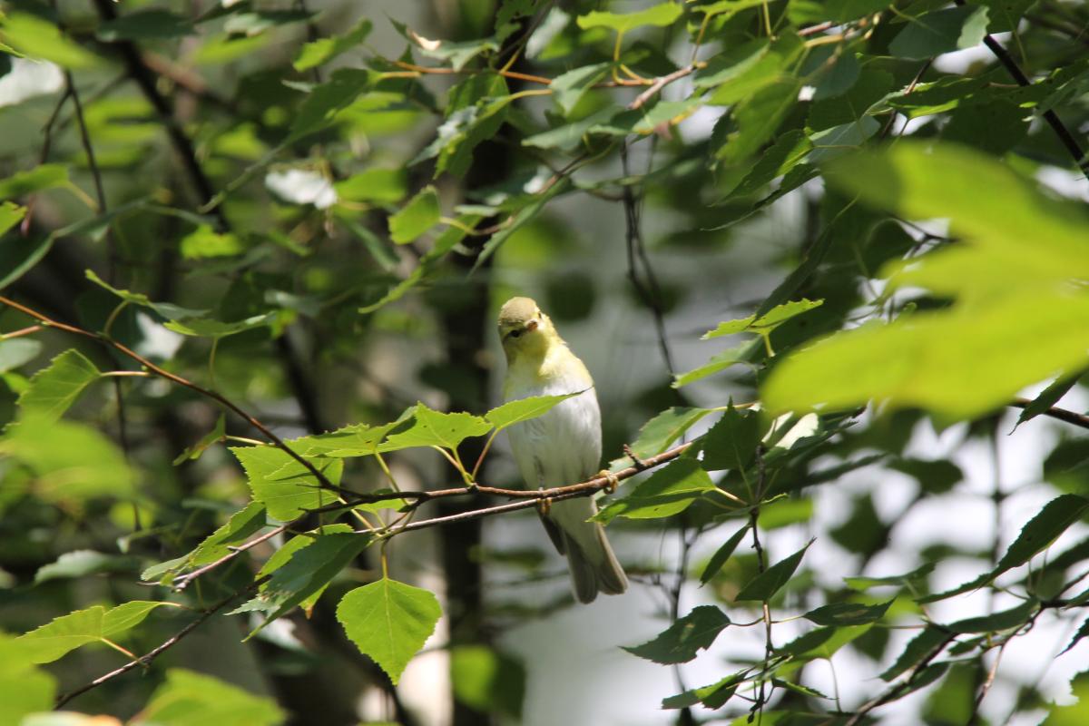 Wood Warbler (Phylloscopus sibilatrix)