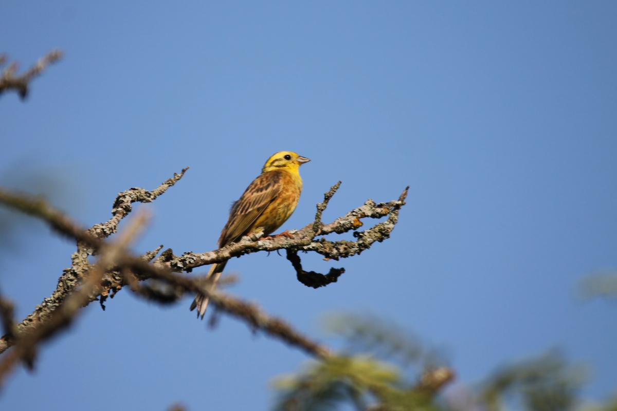 Yellowhammer (Emberiza citrinella)