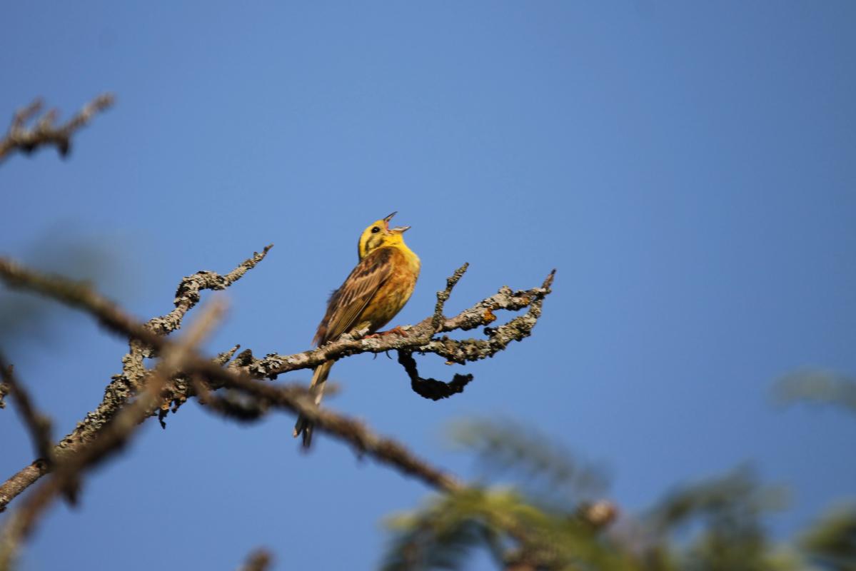 Yellowhammer (Emberiza citrinella)