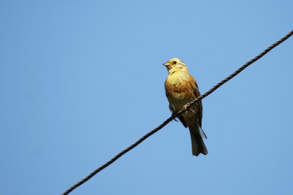 Yellowhammer (Emberiza citrinella)