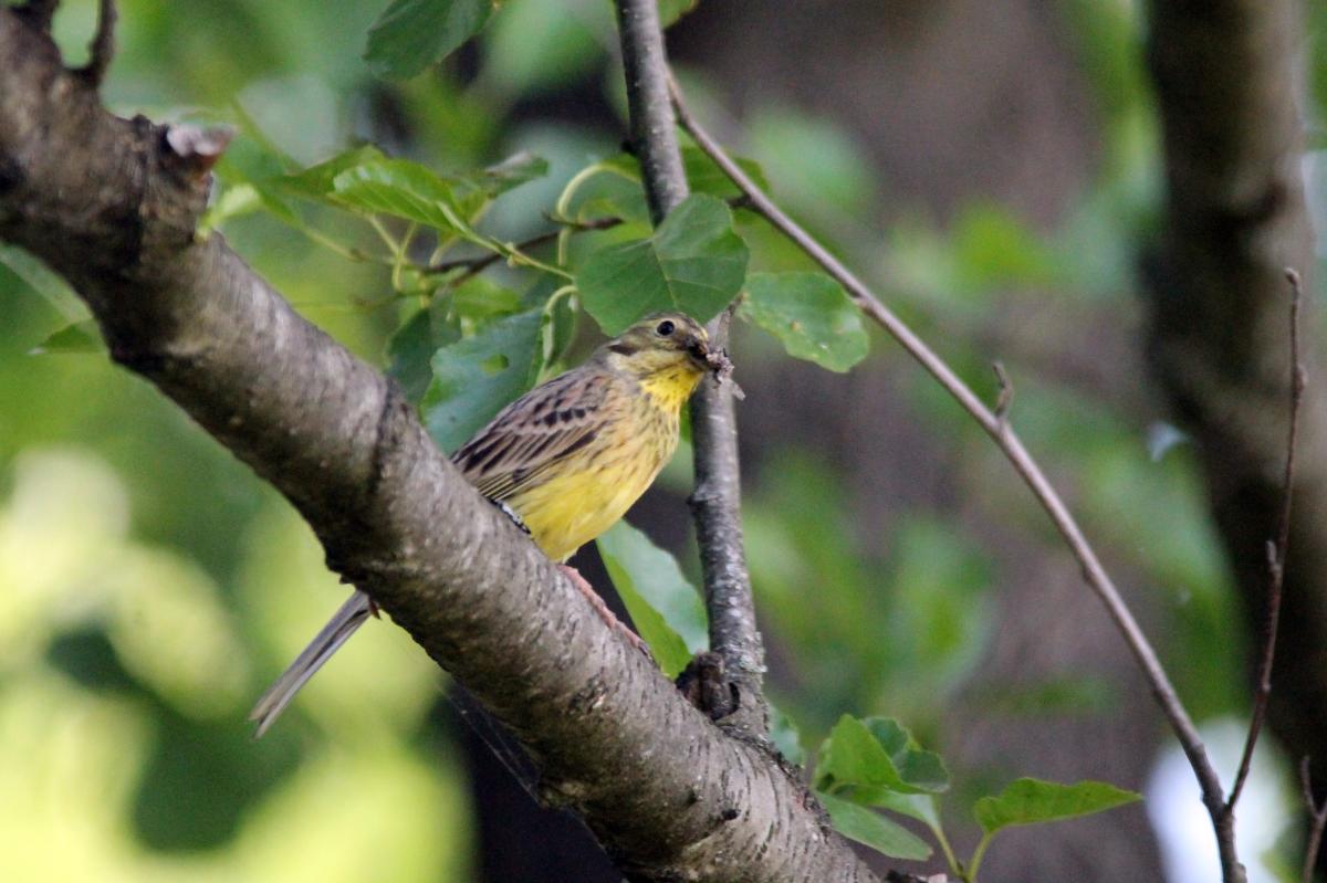 Yellowhammer (Emberiza citrinella)