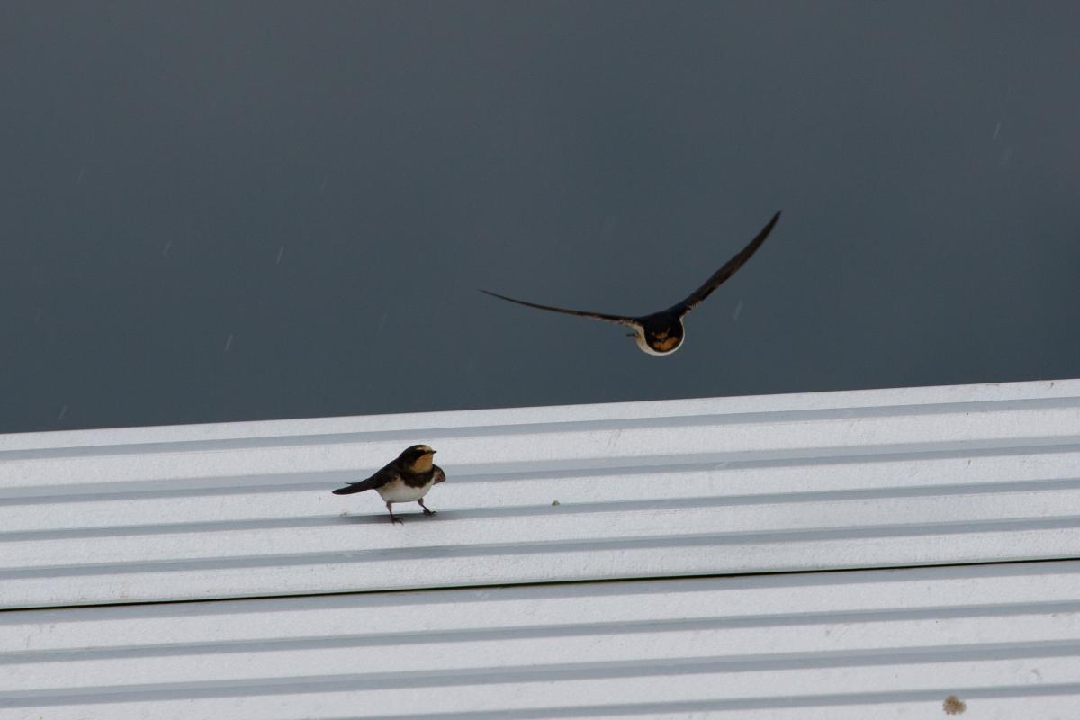 Barn Swallow (Hirundo rustica)