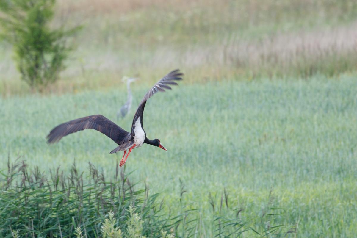 Black stork (Ciconia nigra)