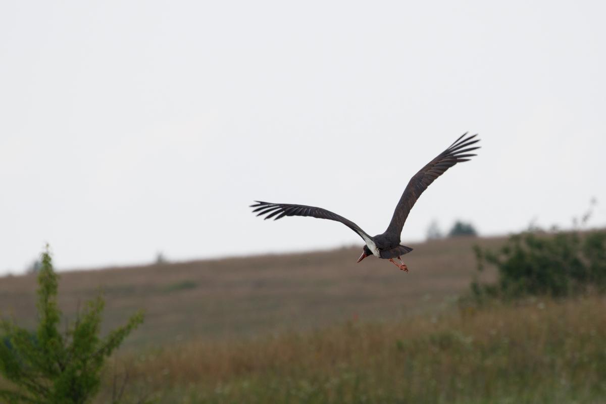 Black stork (Ciconia nigra)