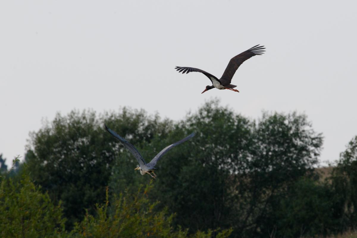 Black stork (Ciconia nigra)