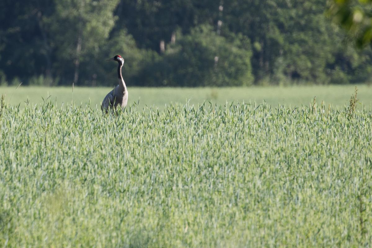 Common Crane (Grus grus)