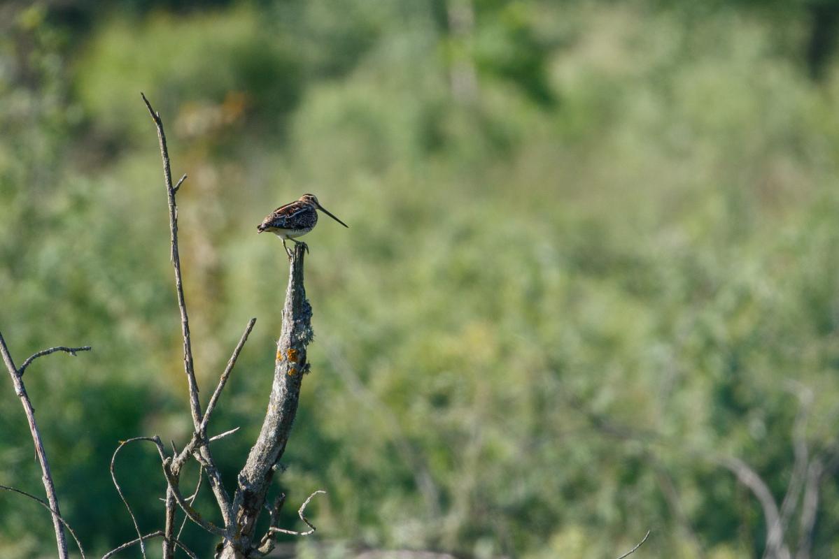 Common Snipe (Gallinago gallinago)