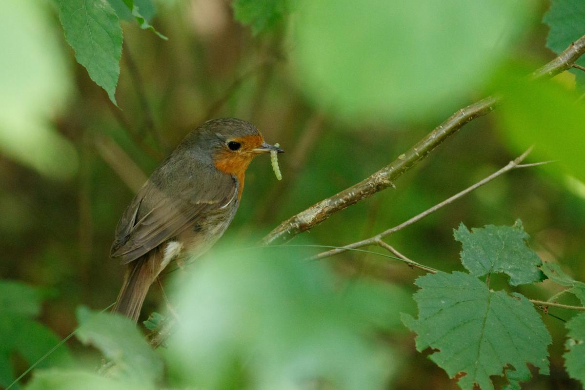 European Robin (Erithacus rubecula)