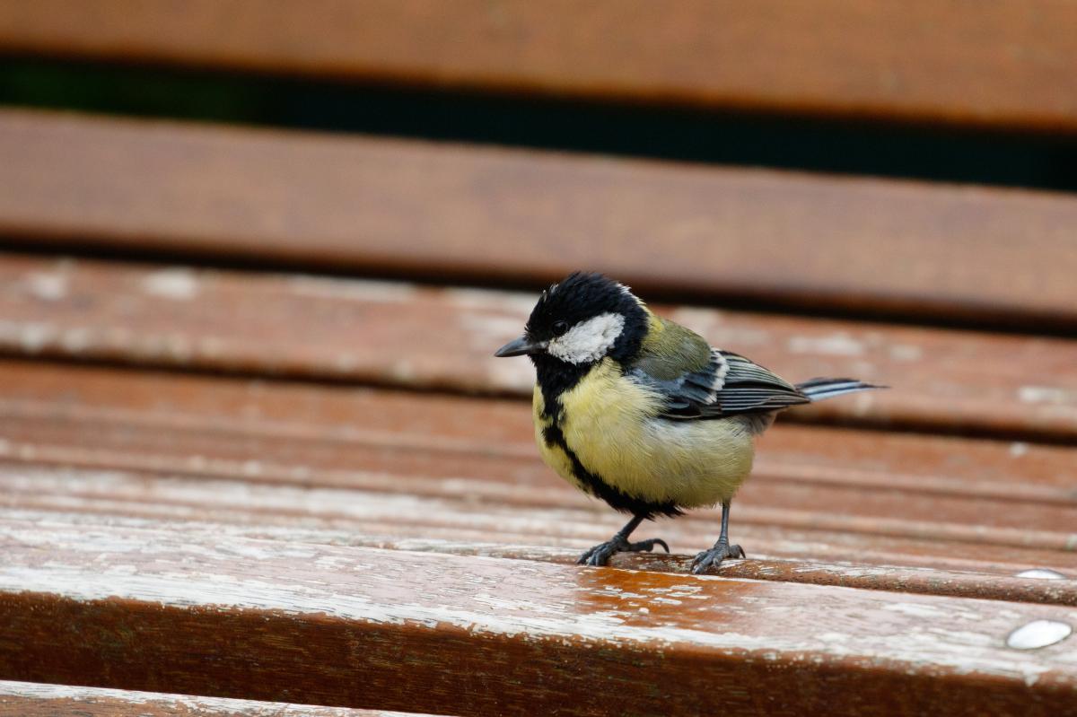 Great Tit (Parus major)