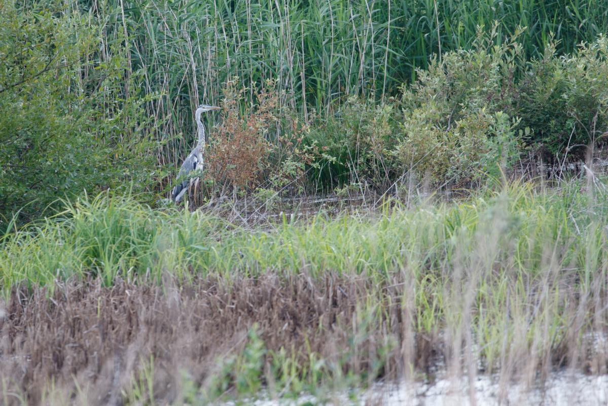 Grey Heron (Ardea cinerea)