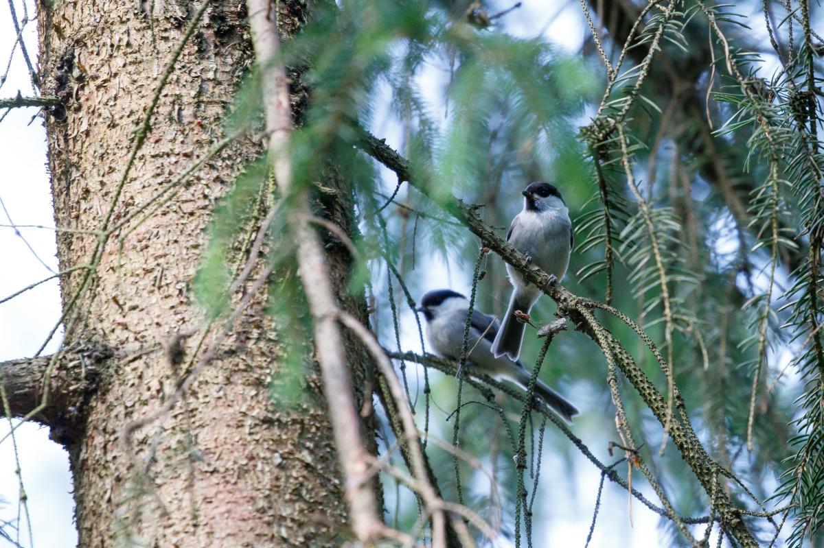 Marsh tit (Poecile palustris)