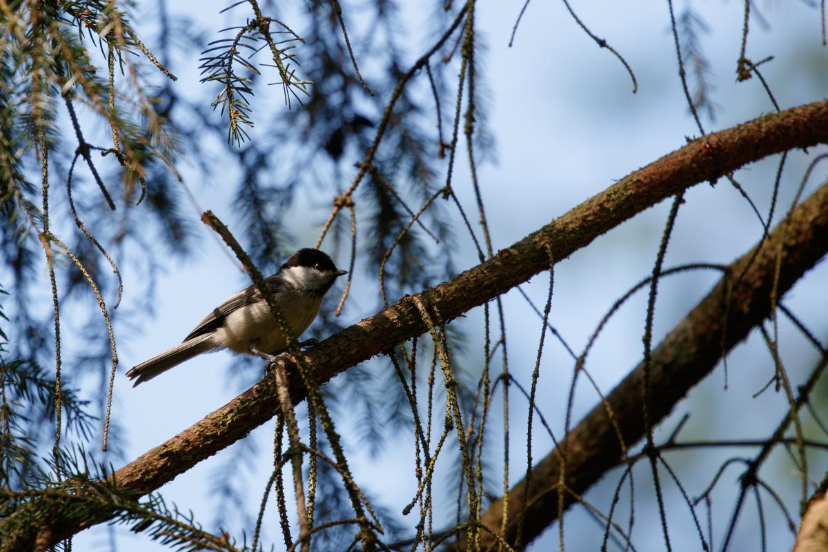 Marsh tit (Poecile palustris)