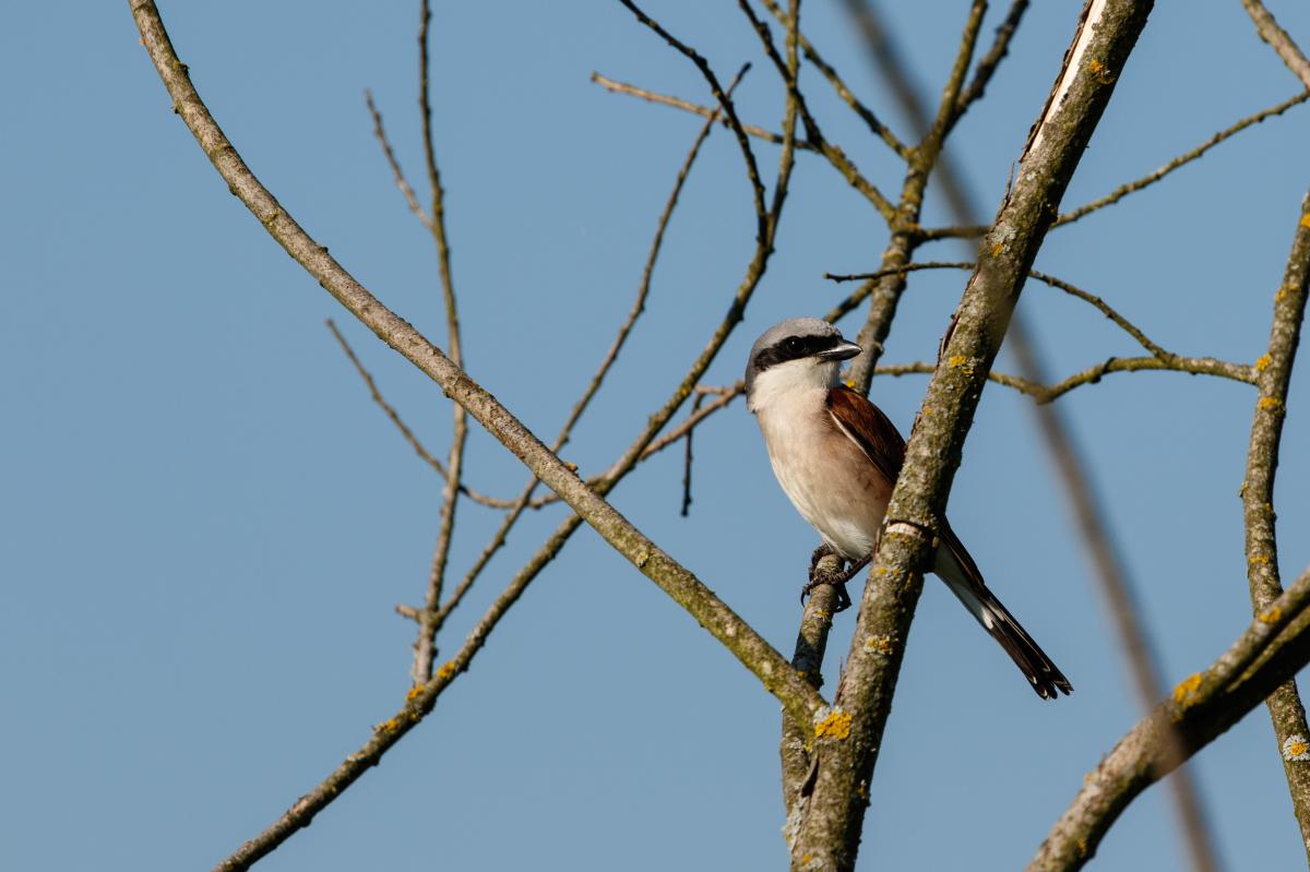 Red-backed Shrike (Lanius collurio)