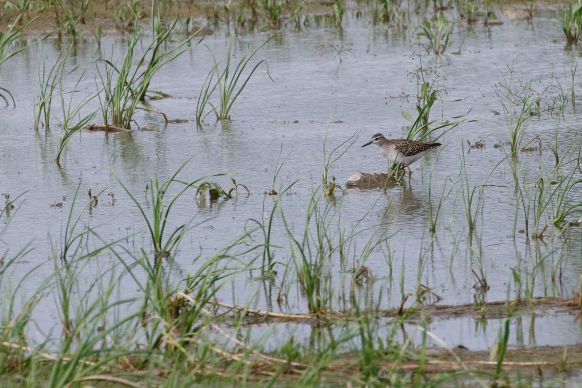 Wood Sandpiper (Tringa glareola)