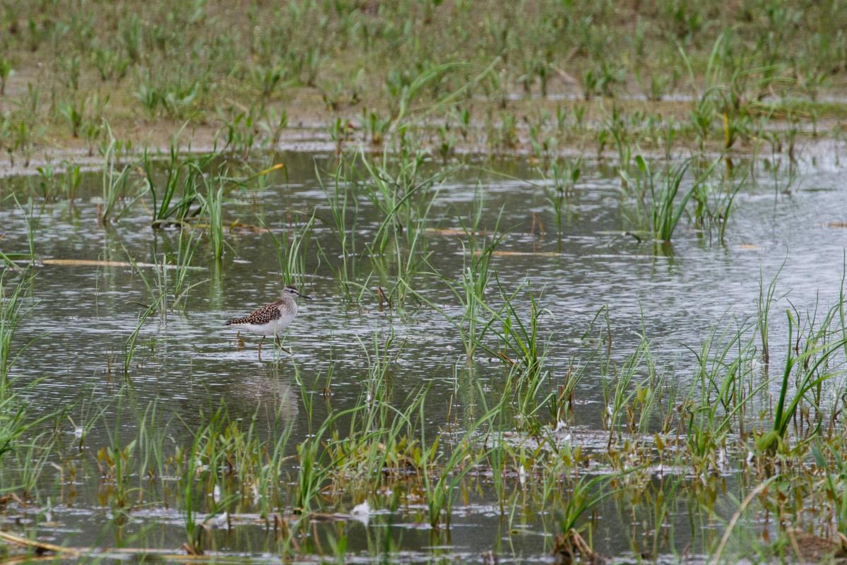 Wood Sandpiper (Tringa glareola)