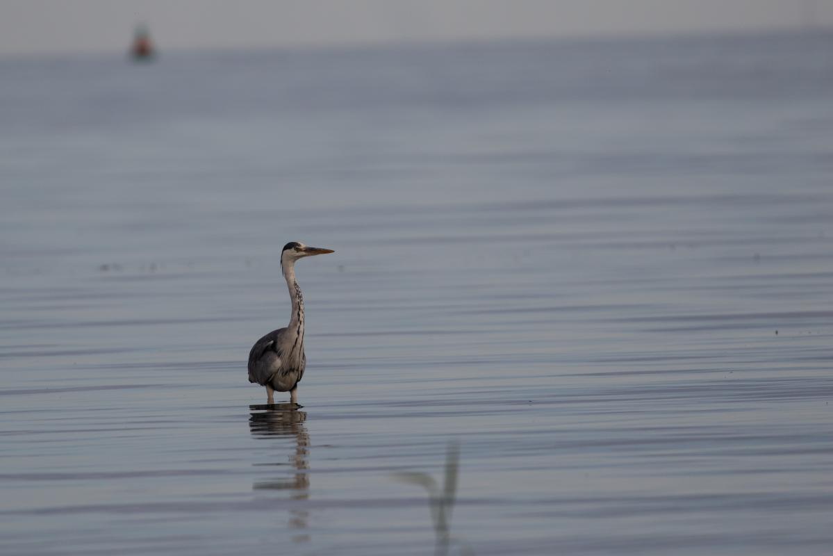 Grey Heron (Ardea cinerea)