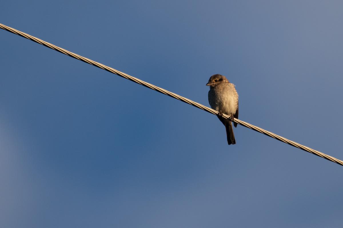 Red-backed Shrike (Lanius collurio)