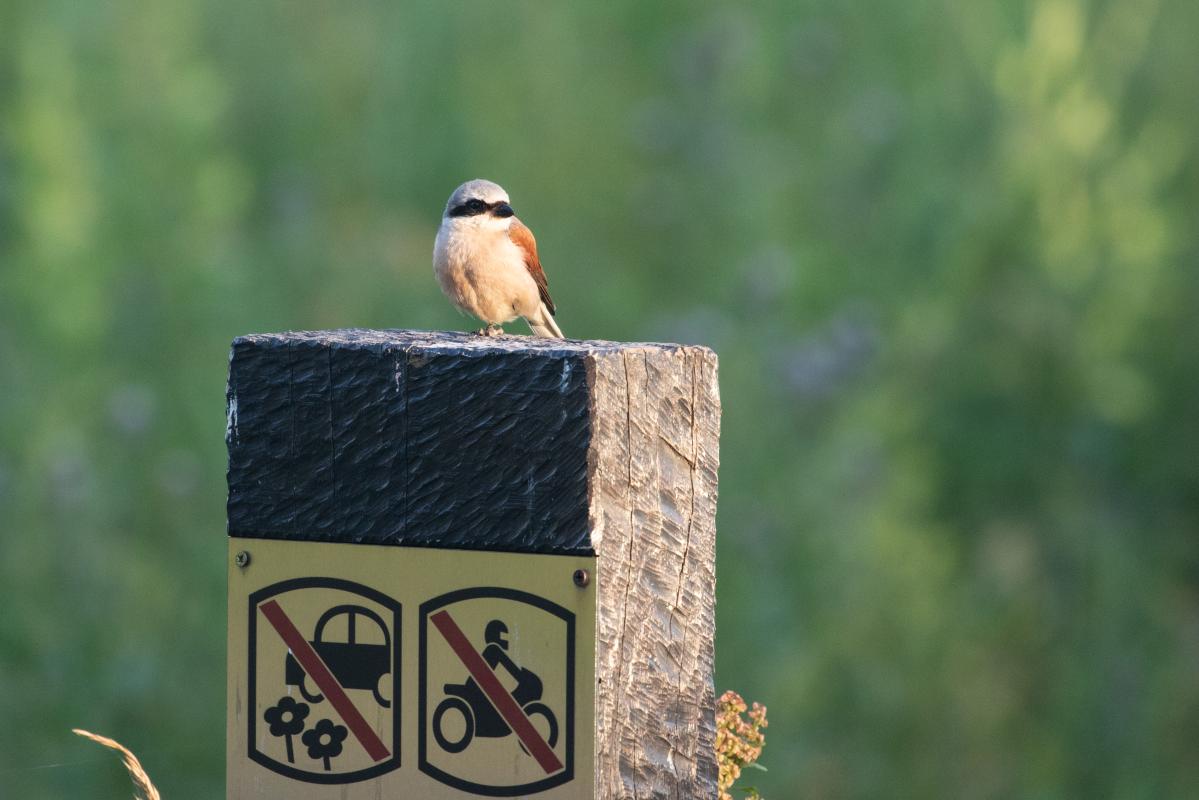 Red-backed Shrike (Lanius collurio)