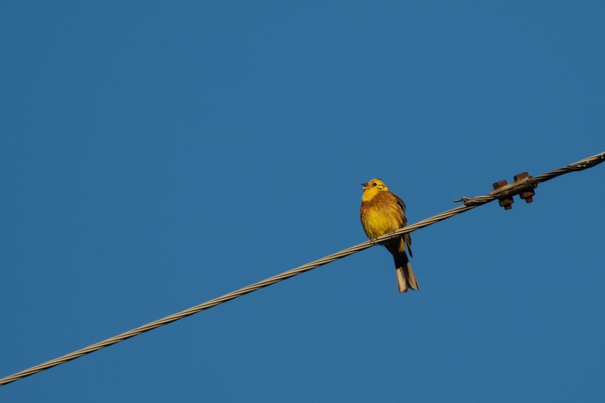 Yellowhammer (Emberiza citrinella)