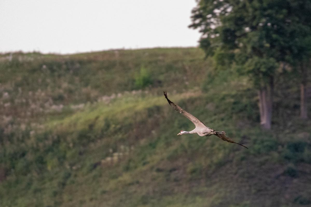 Common Crane (Grus grus)