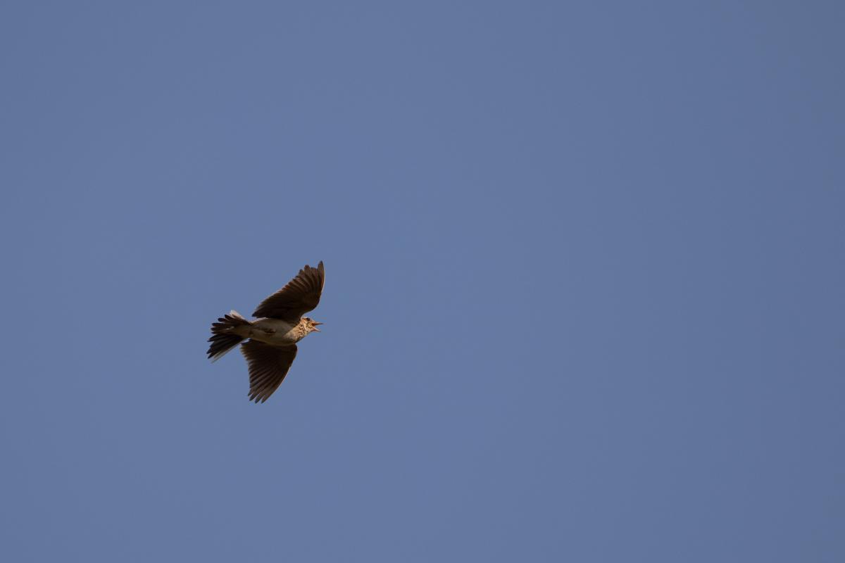 Eurasian skylark (Alauda arvensis)