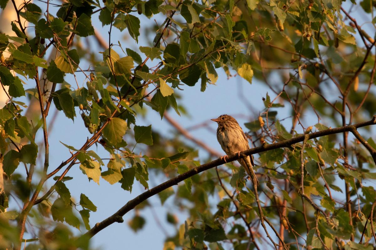 Eurasian skylark (Alauda arvensis)