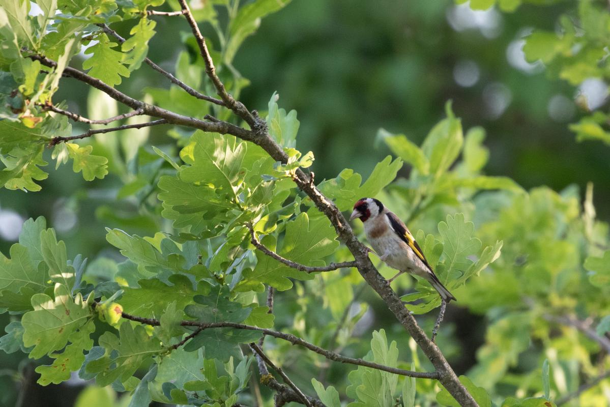 European Goldfinch (Carduelis carduelis)