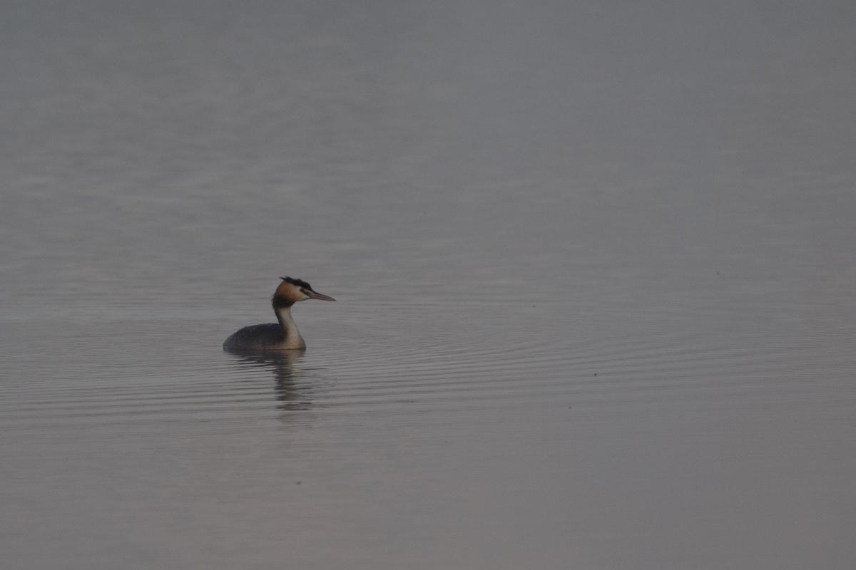 Great Crested Grebe (Podiceps cristatus)