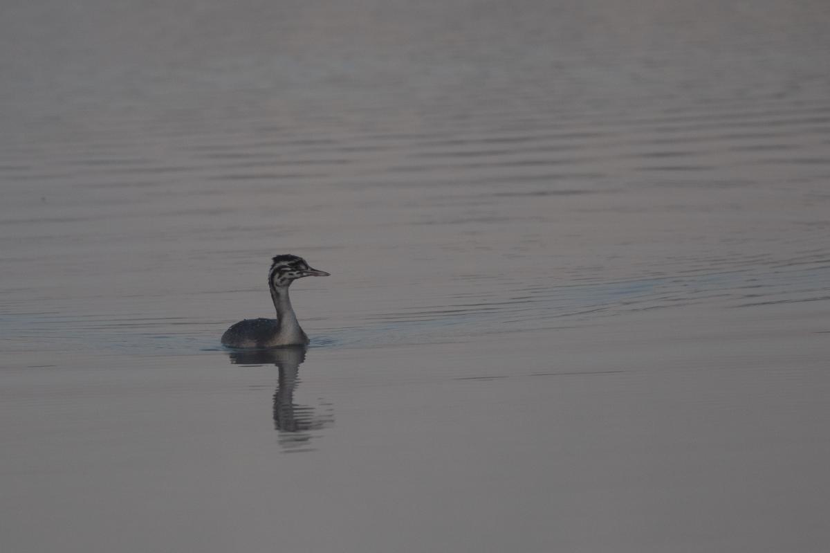 Great Crested Grebe (Podiceps cristatus)