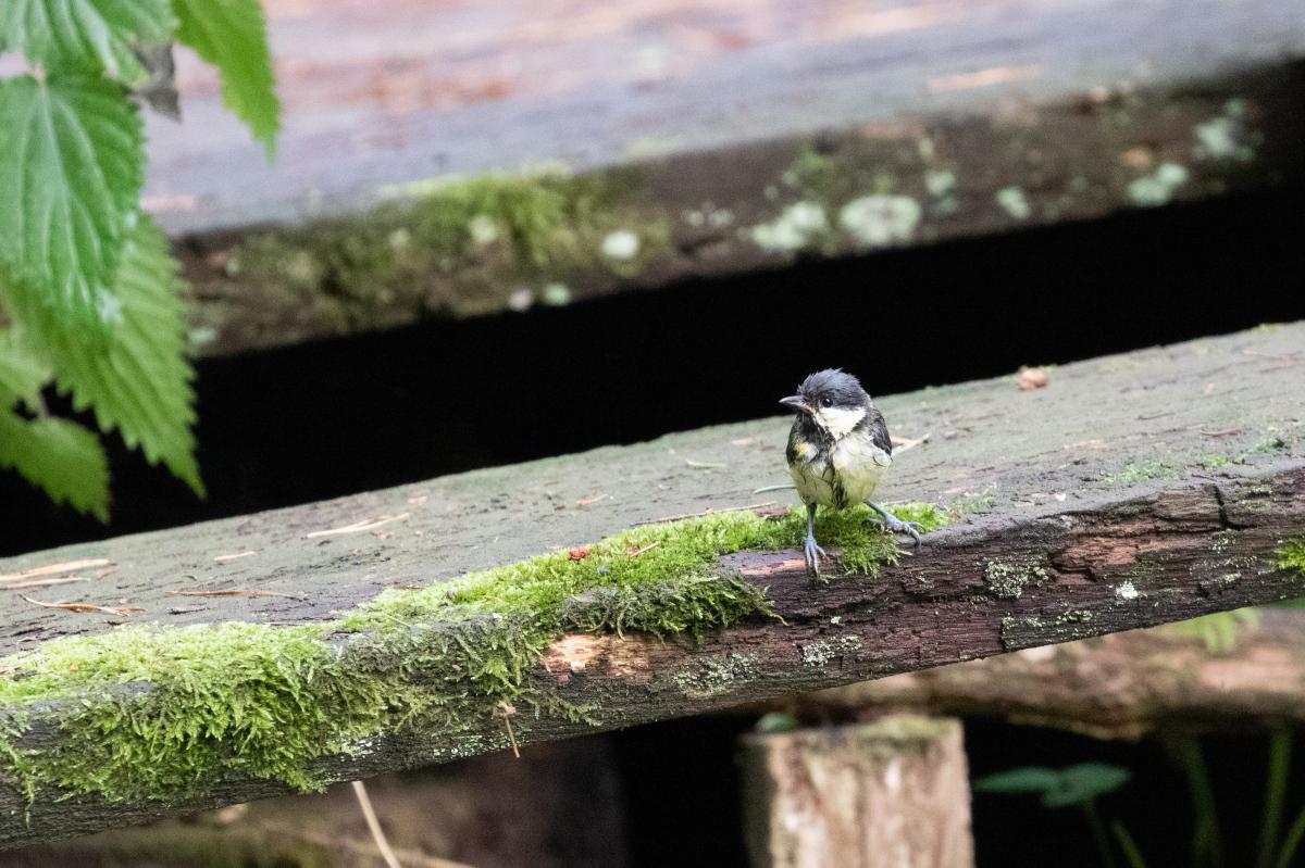 Great Tit (Parus major)