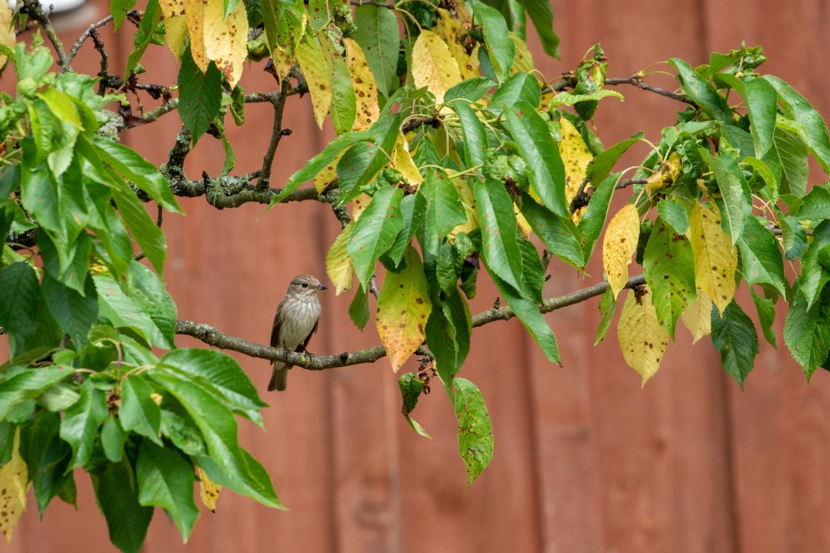 Spotted Flycatcher (Muscicapa striata)