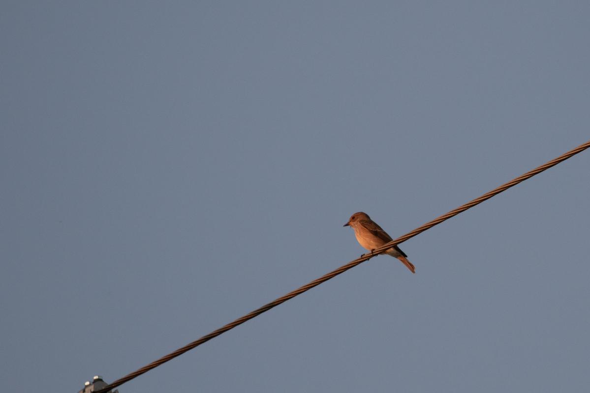 Spotted Flycatcher (Muscicapa striata)