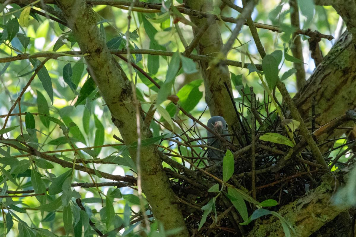 Common Wood Pigeon (Columba palumbus)