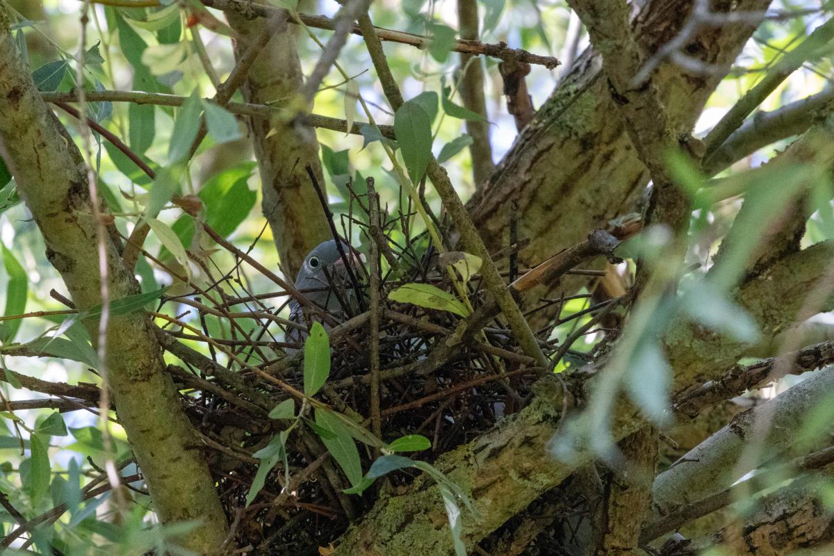 Common Wood Pigeon (Columba palumbus)