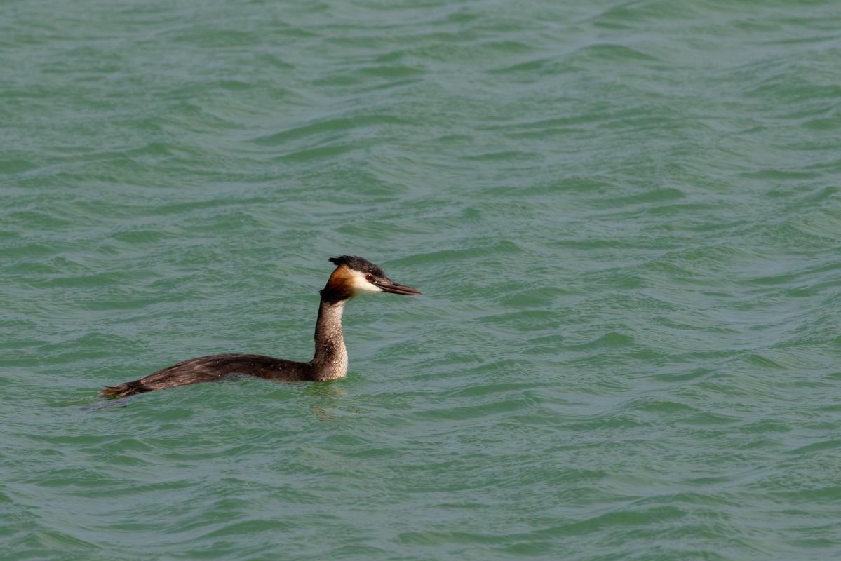 Great Crested Grebe (Podiceps cristatus)