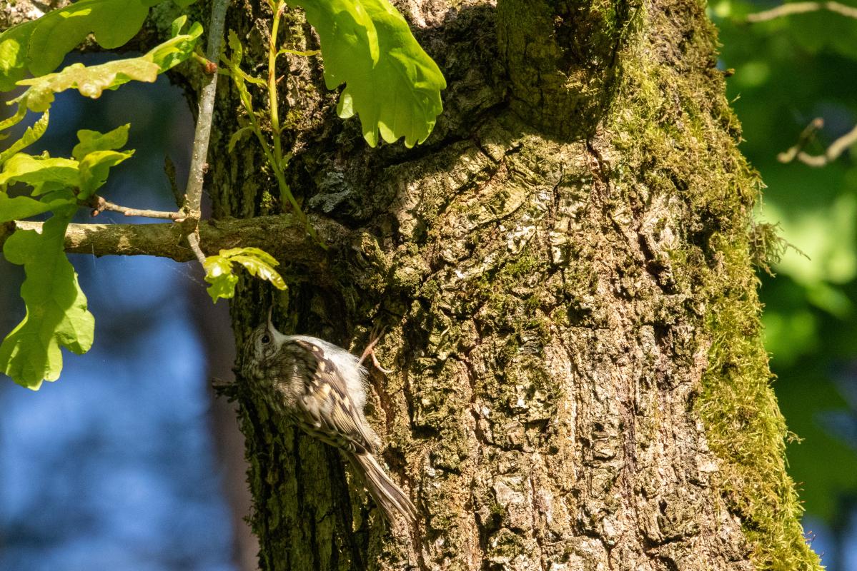 Short-toed Treecreeper (Certhia brachydactyla)