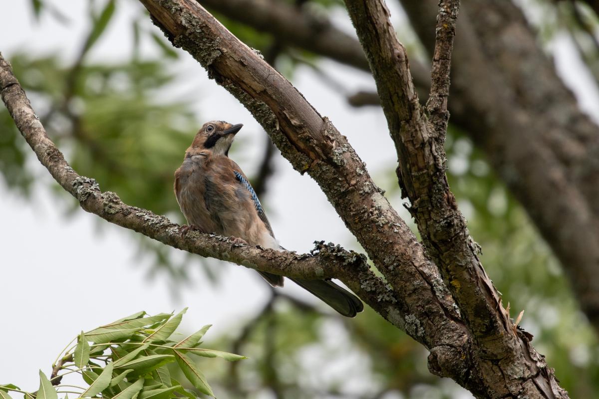 Eurasian Jay (Garrulus glandarius)