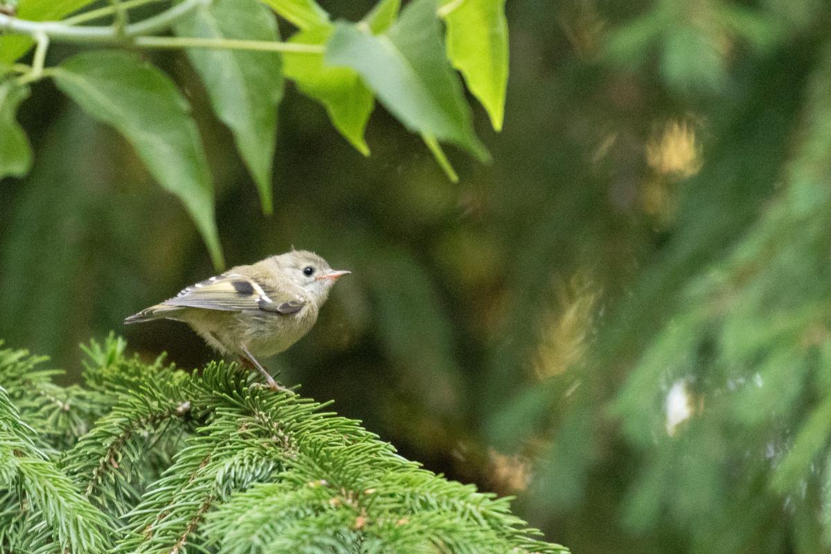 Goldcrest (Regulus regulus)